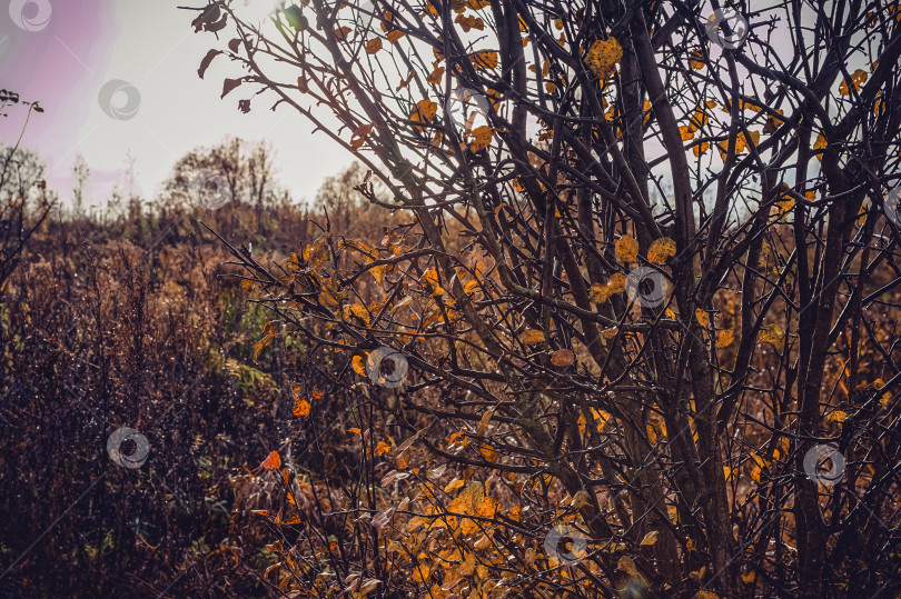 Скачать Яркий березовый лес поздней осенью в пасмурную погоду фотосток Ozero