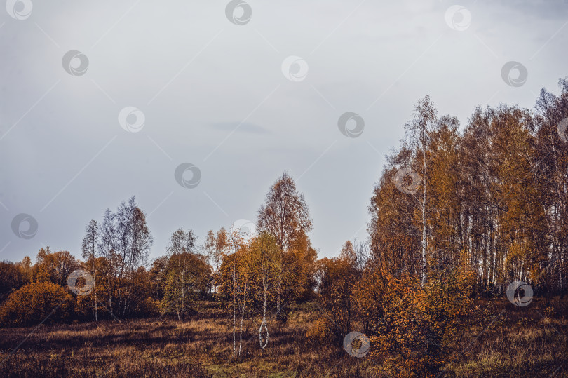 Скачать Яркий березовый лес поздней осенью в пасмурную погоду фотосток Ozero