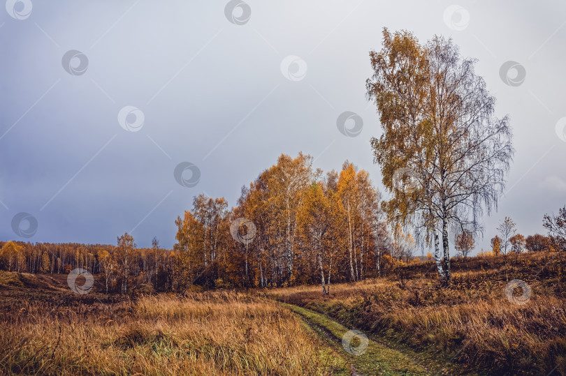 Скачать грунтовая дорога через лес после сильного дождя фотосток Ozero