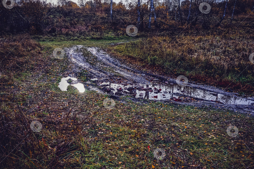 Скачать грунтовая дорога через лес после сильного дождя фотосток Ozero