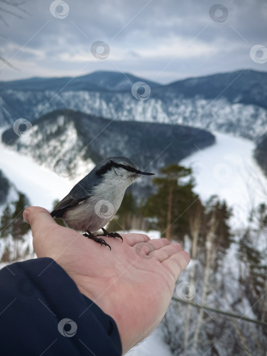 Скачать Птица поползень сидит на руке человека в зимнем лесу у реки Мана фотосток Ozero