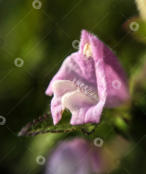 Скачать Макрофотография розового цветка фотосток Ozero