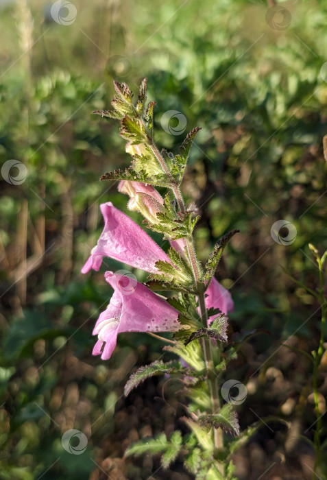 Скачать Дикое растение с розовыми цветами фотосток Ozero