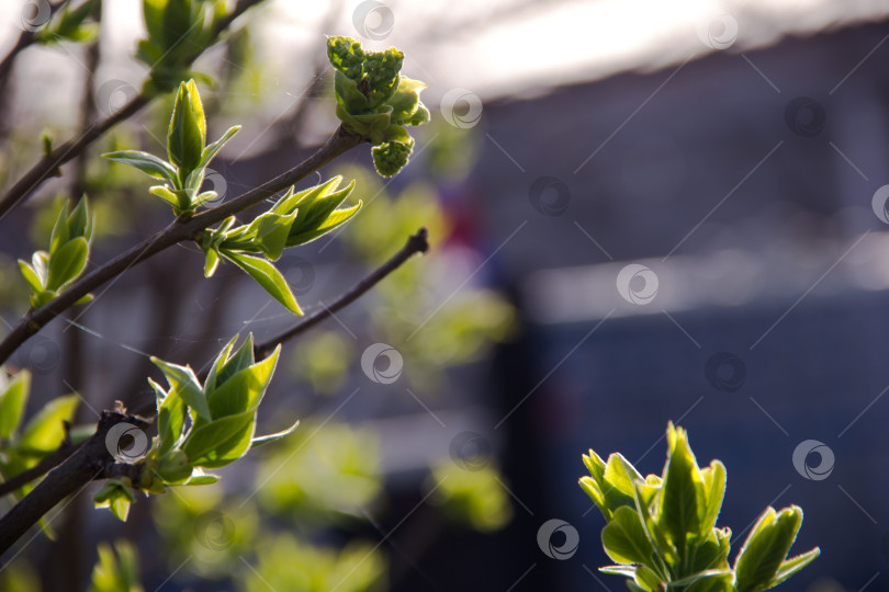Скачать Молодые зеленые листья на ветвях дерева весной. фотосток Ozero