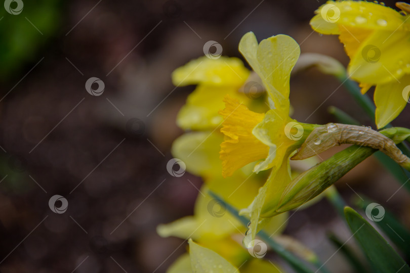 Скачать Желтые нарциссы в саду. Небольшая глубина резкости. фотосток Ozero