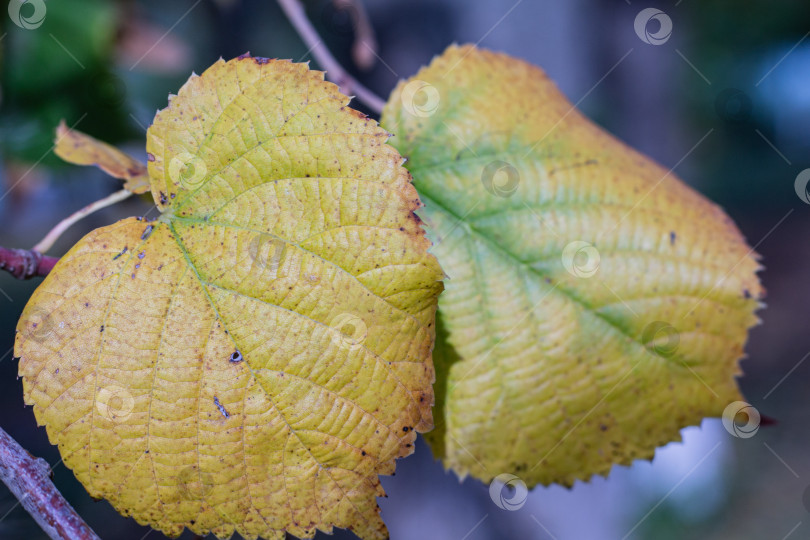 Скачать Разноцветные осенние листья липы крупным планом. фотосток Ozero