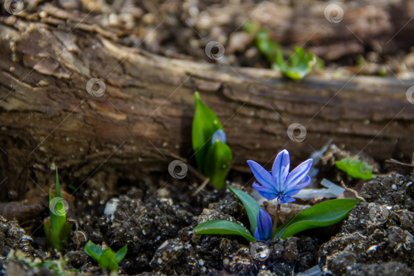 Скачать Первые весенние цветы - синяя сцилла сибирская (Scilla siberica) фотосток Ozero