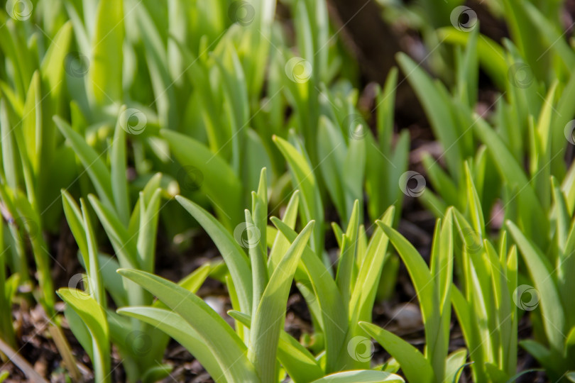 Скачать Крупный план свежих зеленых тюльпанов, растущих в весеннем саду, выборочный фокус фотосток Ozero