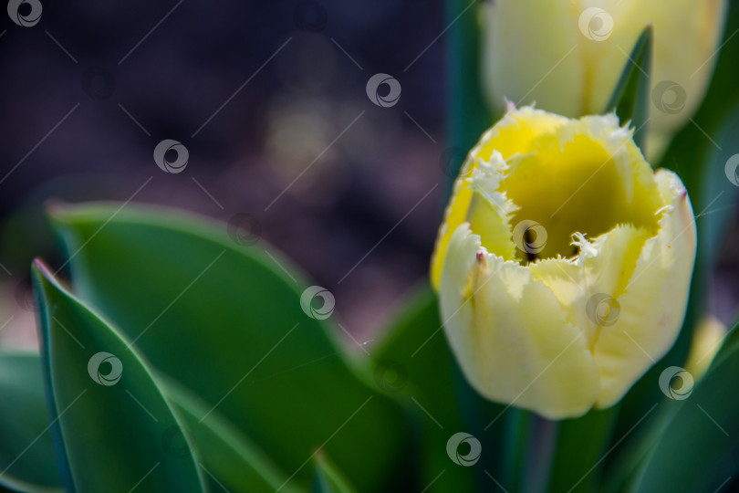 Скачать Желтый тюльпан на фоне зеленых листьев в весеннем саду фотосток Ozero