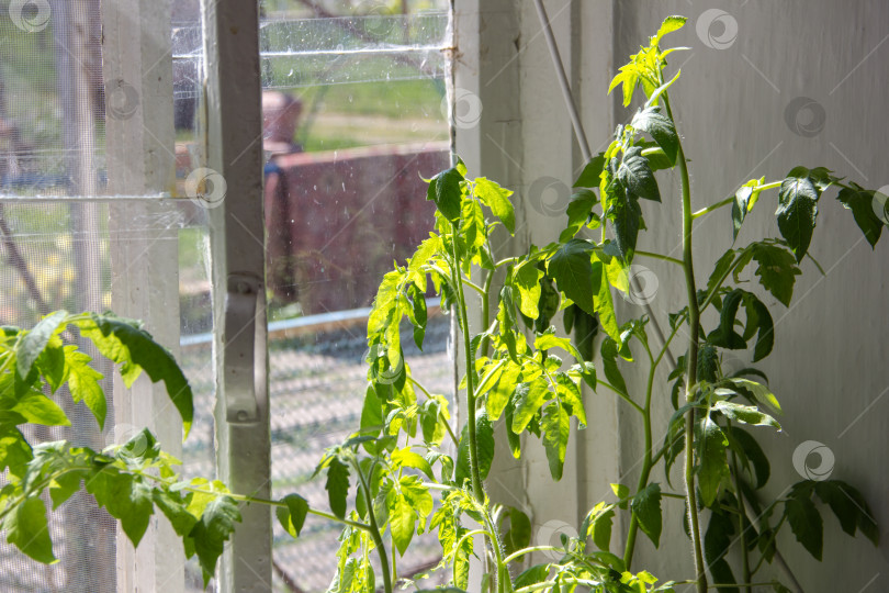 Скачать Молодые растения помидоров растут в теплице солнечным летним днем. фотосток Ozero