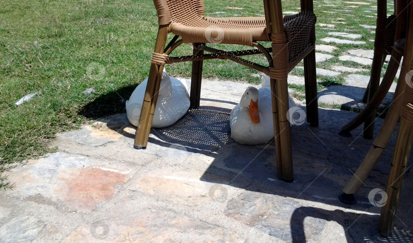 Скачать Гуси отдыхают в тени. фотосток Ozero