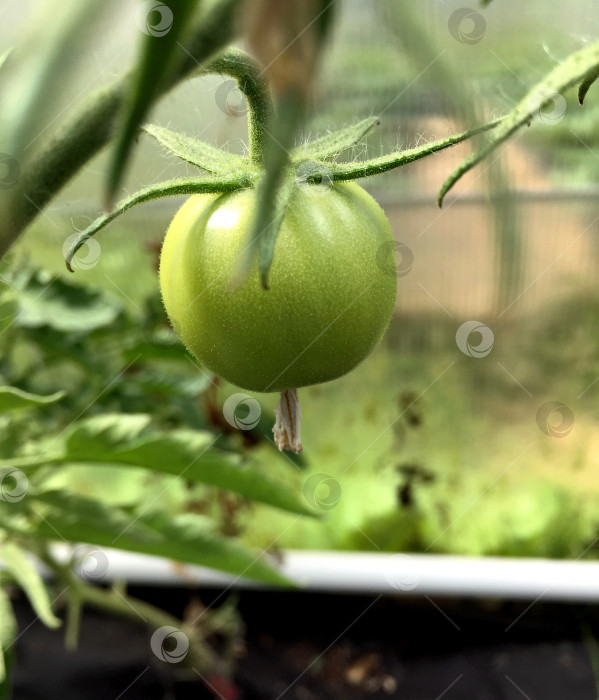 Скачать Зеленый томат на ветке. фотосток Ozero