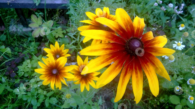 Скачать Цветок Рудбекии. фотосток Ozero