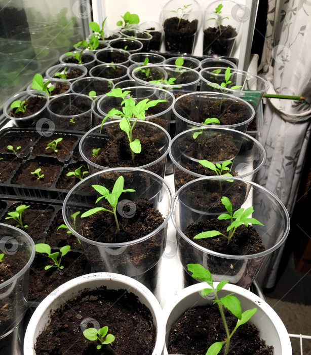Скачать Рассада томатов и петунии. фотосток Ozero