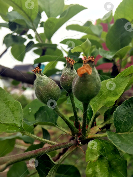 Скачать Молодые яблочки. фотосток Ozero