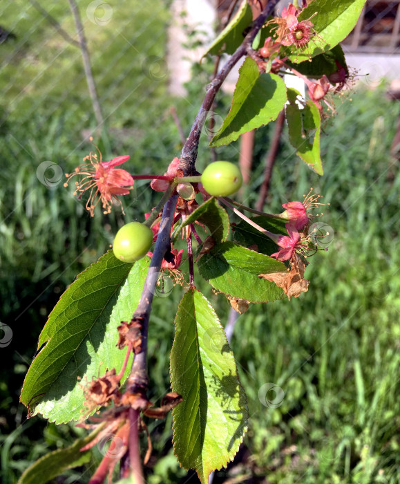 Скачать Ягоды вишни. фотосток Ozero
