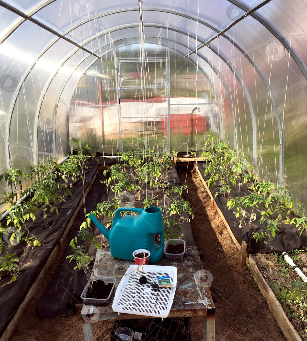 Скачать Теплица с рассадой. фотосток Ozero