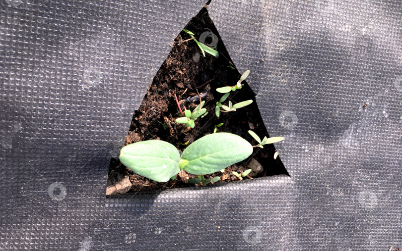 Скачать Росток огурца. фотосток Ozero