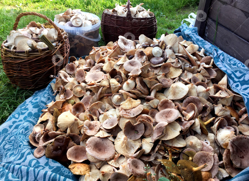 Скачать Сбор грибов. фотосток Ozero