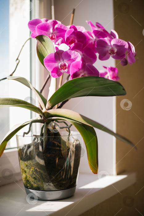 Скачать Розовый цветок и листья орхидеи фаленопсис в цветочном горшке на подоконнике в доме. Уход за комнатным растением. фотосток Ozero