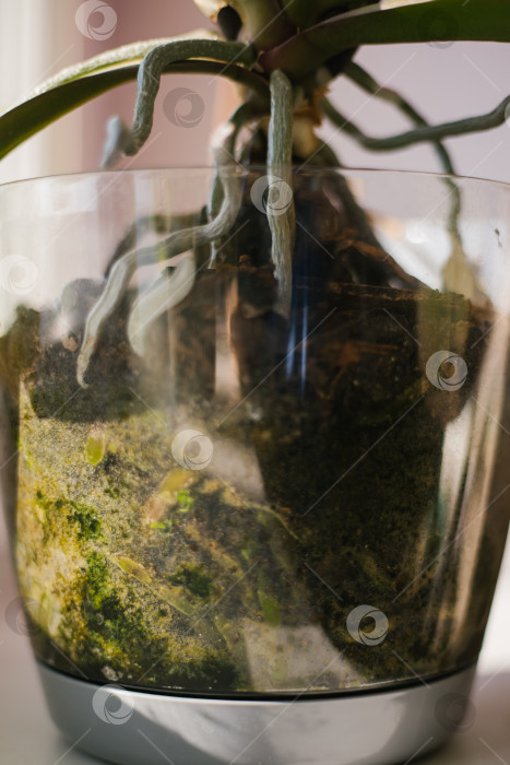 Скачать Крупный план корней и листьев орхидеи фаленопсис в цветочном горшке на подоконнике в доме. фотосток Ozero