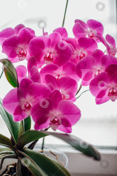 Скачать Розовый цветок и листья орхидеи фаленопсис в цветочном горшке на подоконнике в доме. Уход за комнатным растением. фотосток Ozero