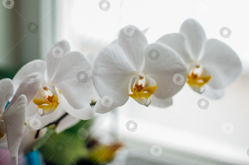 Скачать Белый цветок и листья орхидеи фаленопсис в цветочном горшке на подоконнике в доме. Уход за комнатным растением. фотосток Ozero