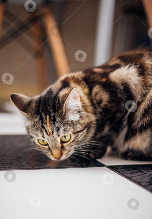 Скачать Портрет полосатой кошки в комнате, передает любопытство, сосредоточенность. Домашнее животное. фотосток Ozero