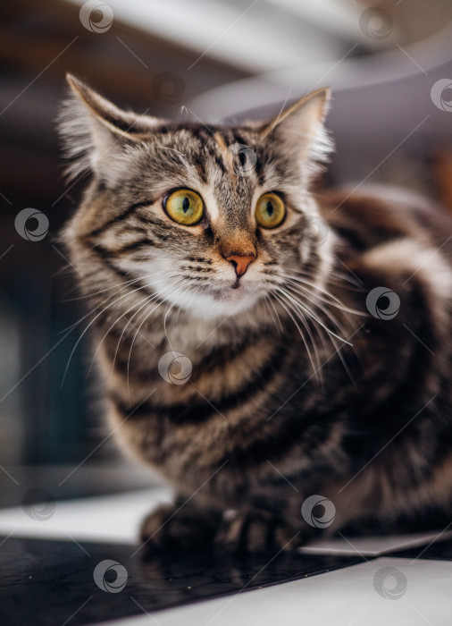 Скачать Портрет полосатой кошки в комнате, передает любопытство, сосредоточенность. Домашнее животное. фотосток Ozero