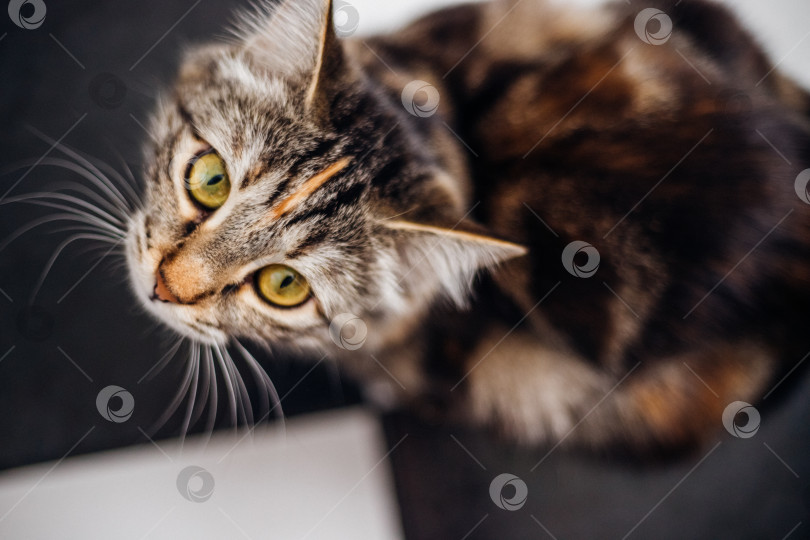 Скачать Портрет полосатой кошки в комнате, передает любопытство, сосредоточенность. Домашнее животное. фотосток Ozero