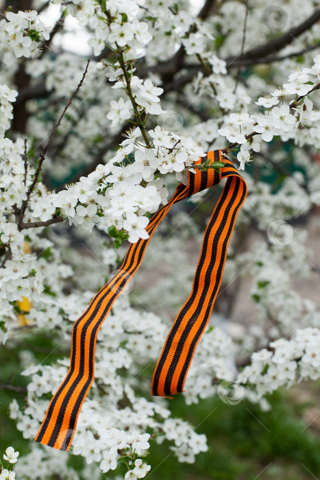 Скачать ребенок завязывает Георгиевскую ленточку на цветущей яблоне 9 мая, весной, в солнечную погоду, как символ мира и добра фотосток Ozero