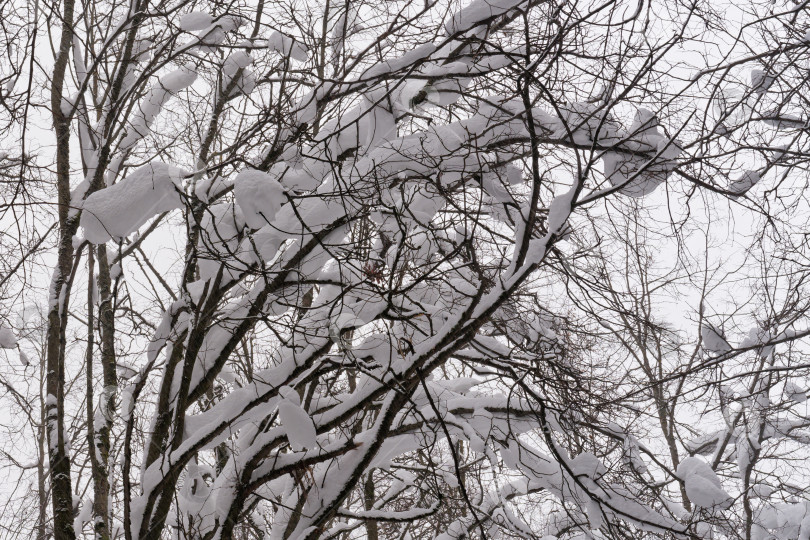 Скачать Снежный Шторм фотосток Ozero