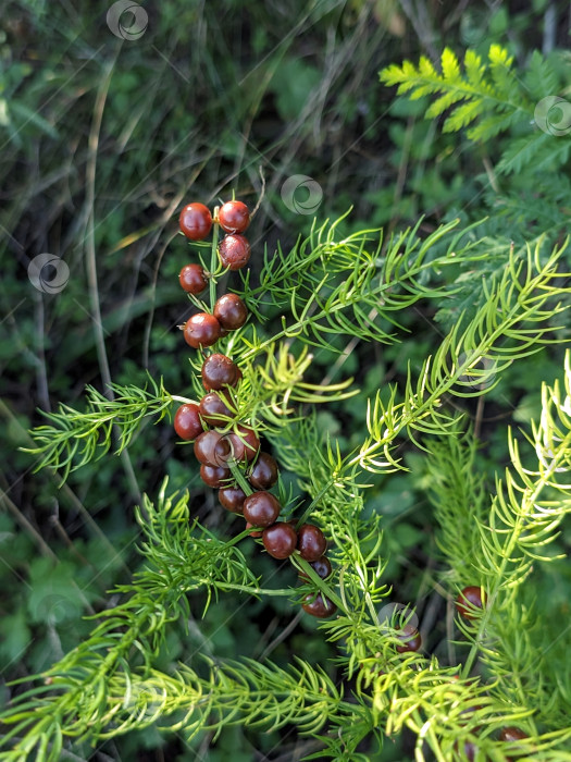 Скачать Растение с ягодкаии фотосток Ozero