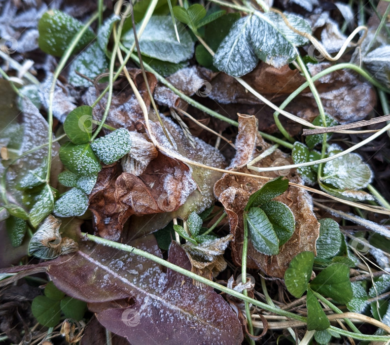 Скачать Травы в инее фотосток Ozero