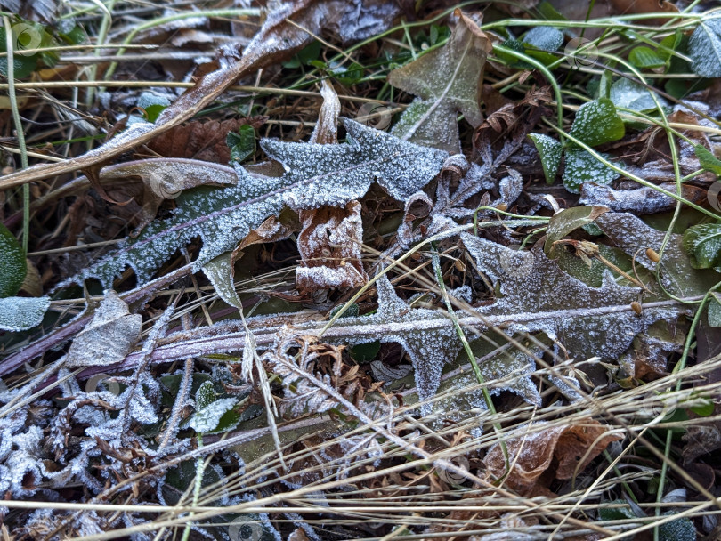 Скачать Травы в инее фотосток Ozero