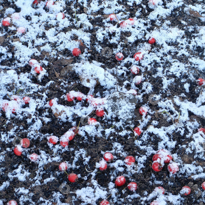 Скачать Крупный план красных ягод рябины на свежем снегу фотосток Ozero