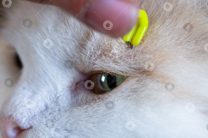 Скачать Щипцы для удаления клеща с кожи кошки крупным планом фотосток Ozero