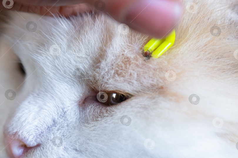 Скачать Щипцы для удаления клеща с кожи кошки крупным планом фотосток Ozero