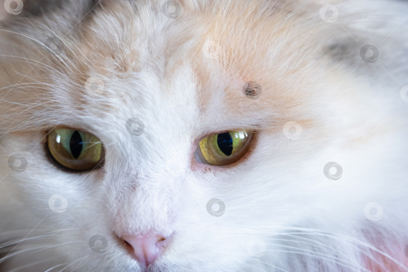 Скачать Клещ впился в кожу белой кошки под шерстью над глазом, удалив клеща фотосток Ozero
