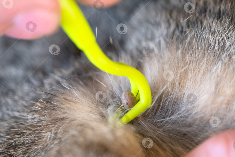 Скачать Извлеченный клещ на кошачьем инструменте для удаления клещей фотосток Ozero