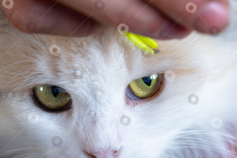 Скачать Щипцы для удаления клеща с кожи кошки крупным планом фотосток Ozero