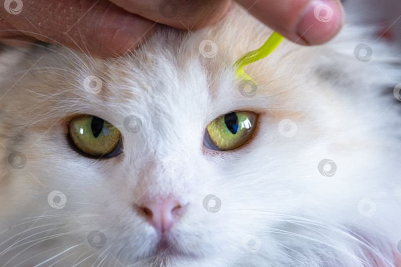 Скачать Щипцы для удаления клеща с кожи кошки крупным планом фотосток Ozero