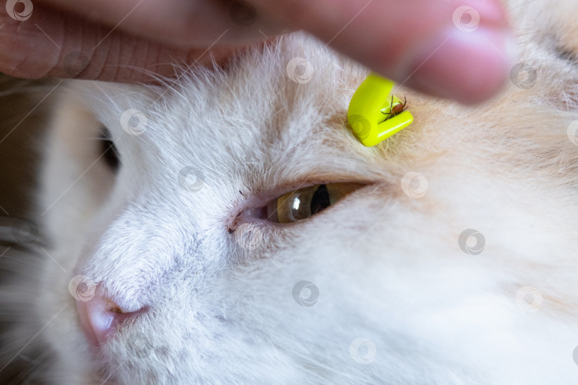 Скачать Щипцы для удаления клеща с кожи кошки крупным планом фотосток Ozero