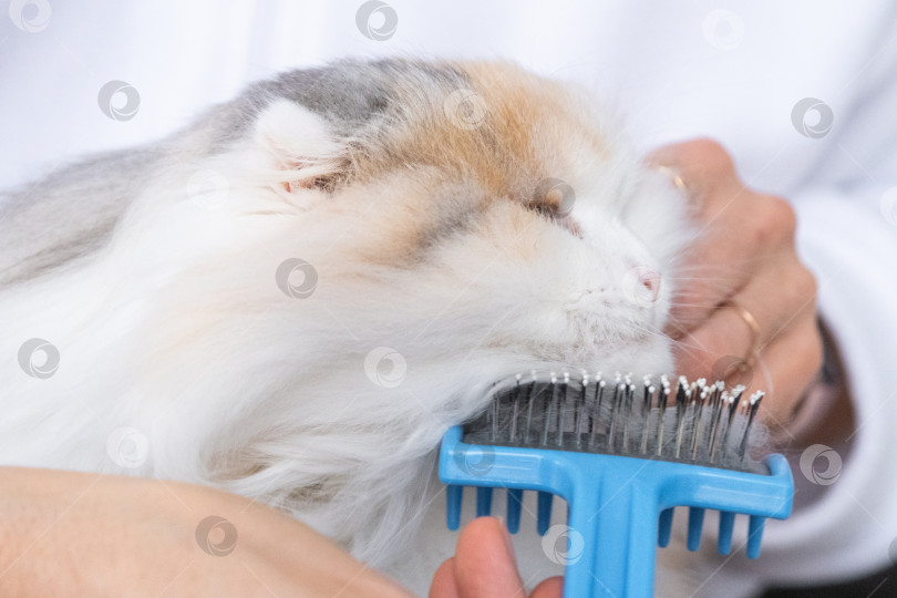 Скачать Крупный план: белая домашняя кошка расчесывает шерсть расческой. Кошке нравится расчесываться фотосток Ozero