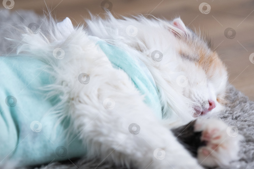 Скачать Белая кошка в повязке дома, приходит в себя после наркоза после операции по стерилизации, спит фотосток Ozero