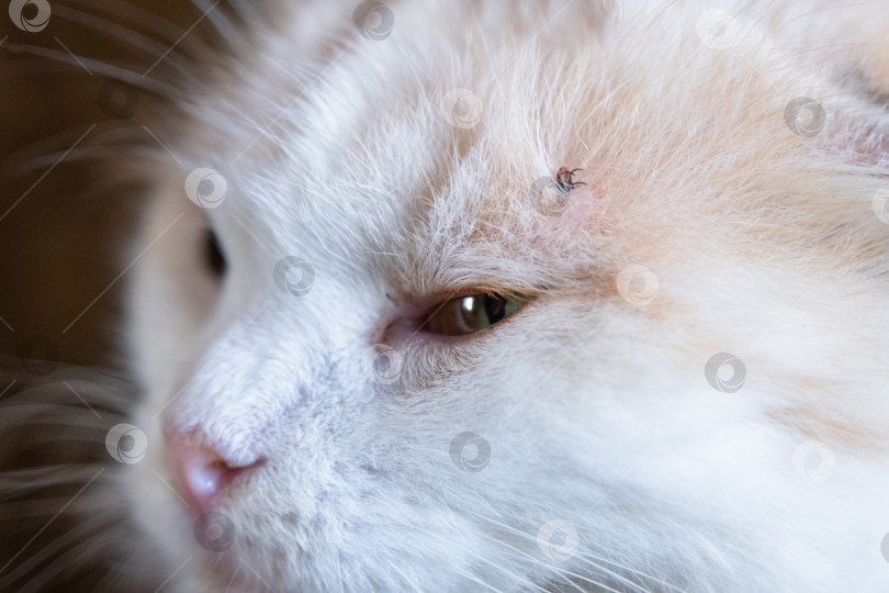 Скачать Клещ впился в кожу белой кошки под шерстью над глазом, удалив клеща фотосток Ozero