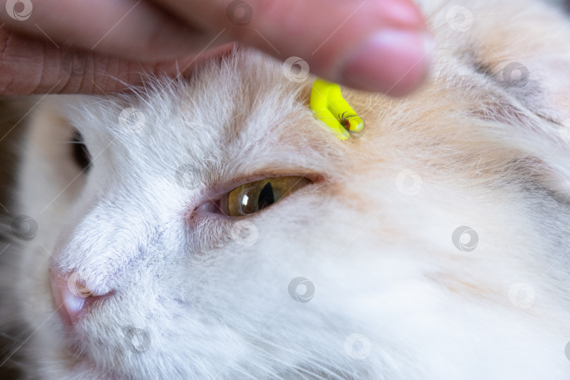 Скачать Щипцы для удаления клеща с кожи кошки крупным планом фотосток Ozero