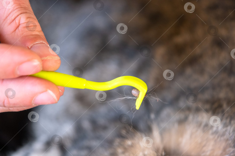 Скачать Извлеченный клещ на кошачьем инструменте для удаления клещей фотосток Ozero