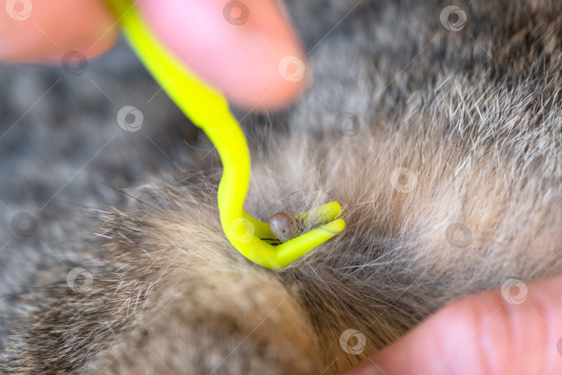 Скачать Извлеченный клещ на кошачьем инструменте для удаления клещей фотосток Ozero