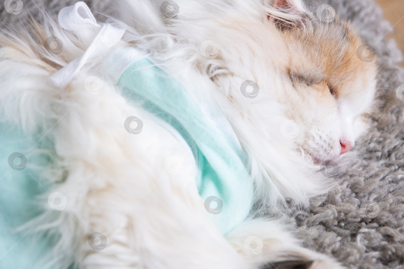 Скачать Белая кошка в повязке дома, приходит в себя после наркоза после операции по стерилизации, спит фотосток Ozero